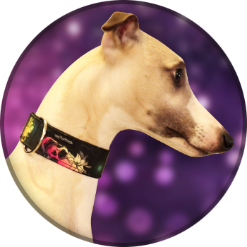 Adjustable NoBuckle Collars