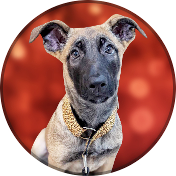 Limited Slip Collars