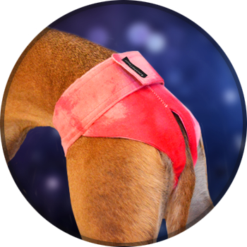 4 on the Floor Chickwear (female dog panties)