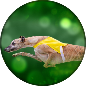 Racing Jackets, Lure Coursing Jackets, Slip Leads